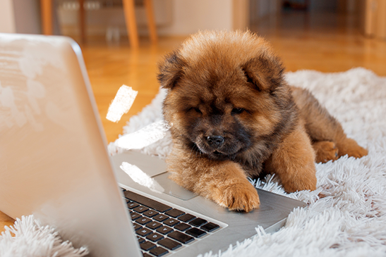 filmes-sobre-cachorros