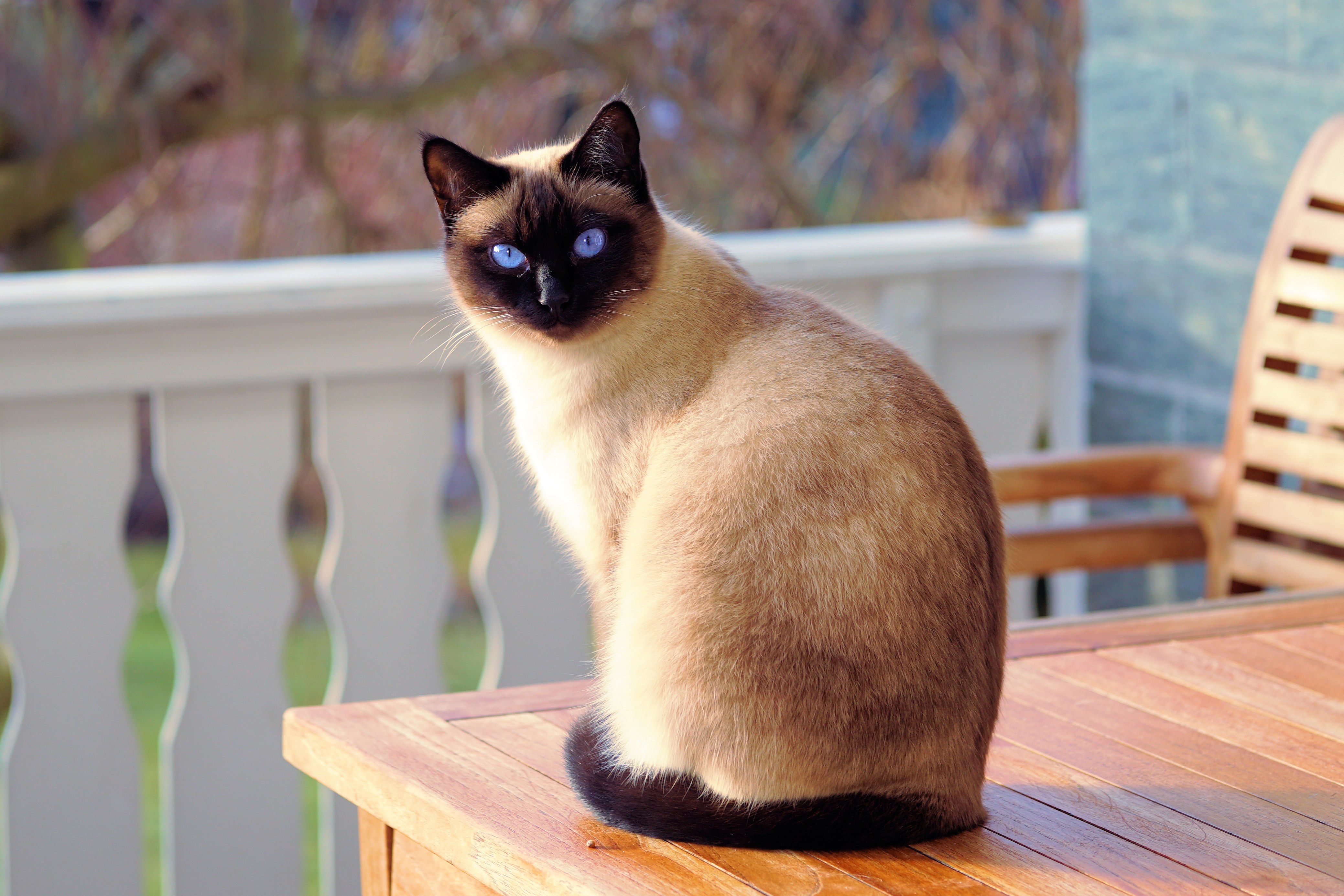 As 10 raças de gatos mais queridas no Brasil