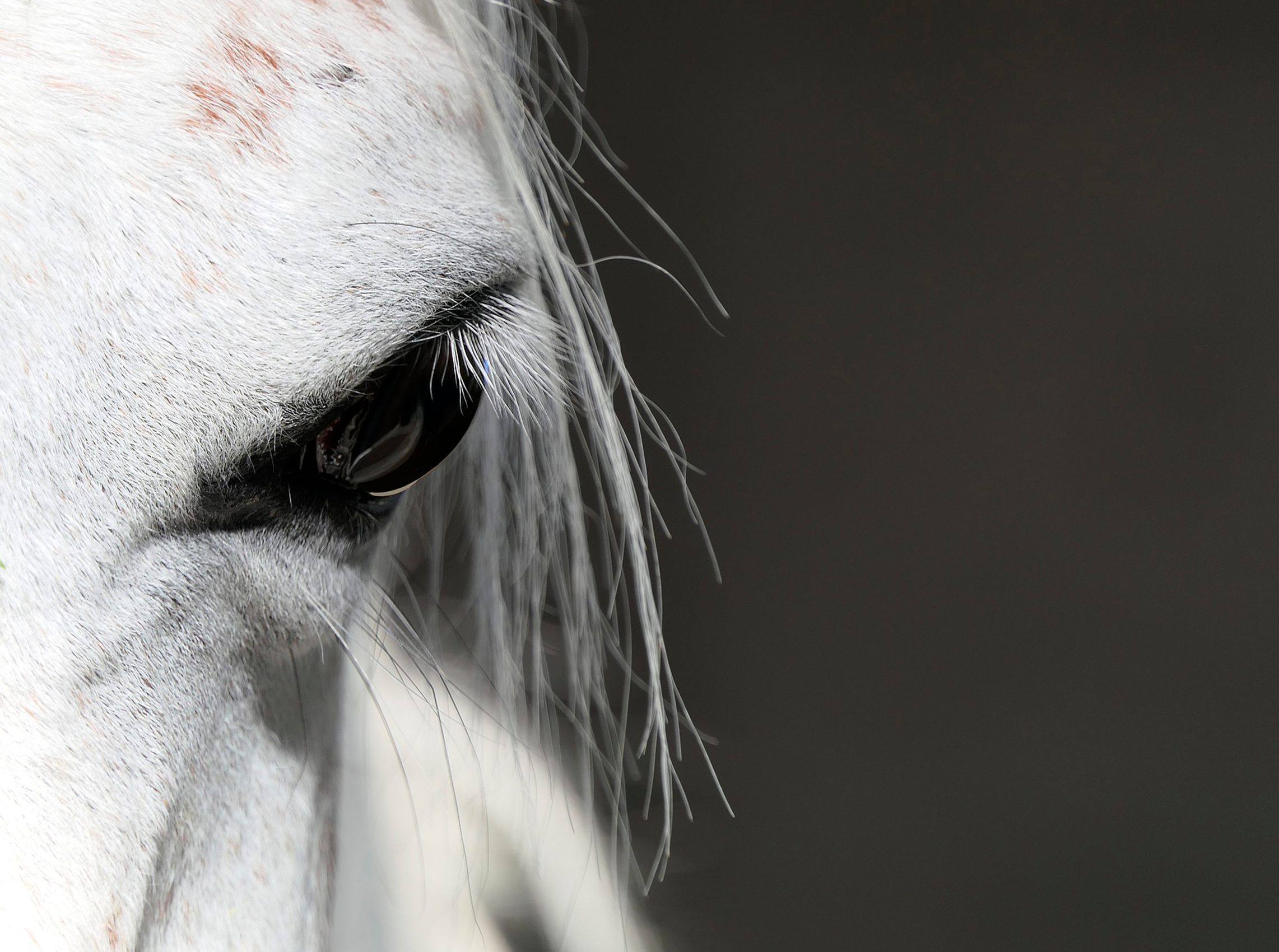 Cavalaria: conheça um pouco mais sobre o papel do cavalo em grandes  momentos da história brasileira – CRMV-ES