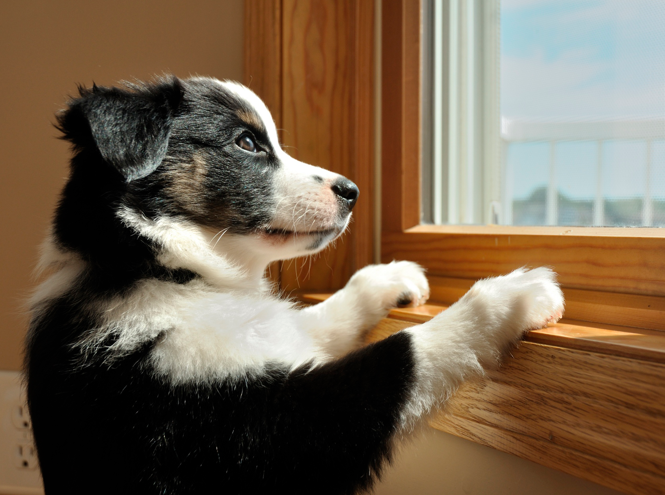 Quanto tempo podemos deixar o cachorro sozinho