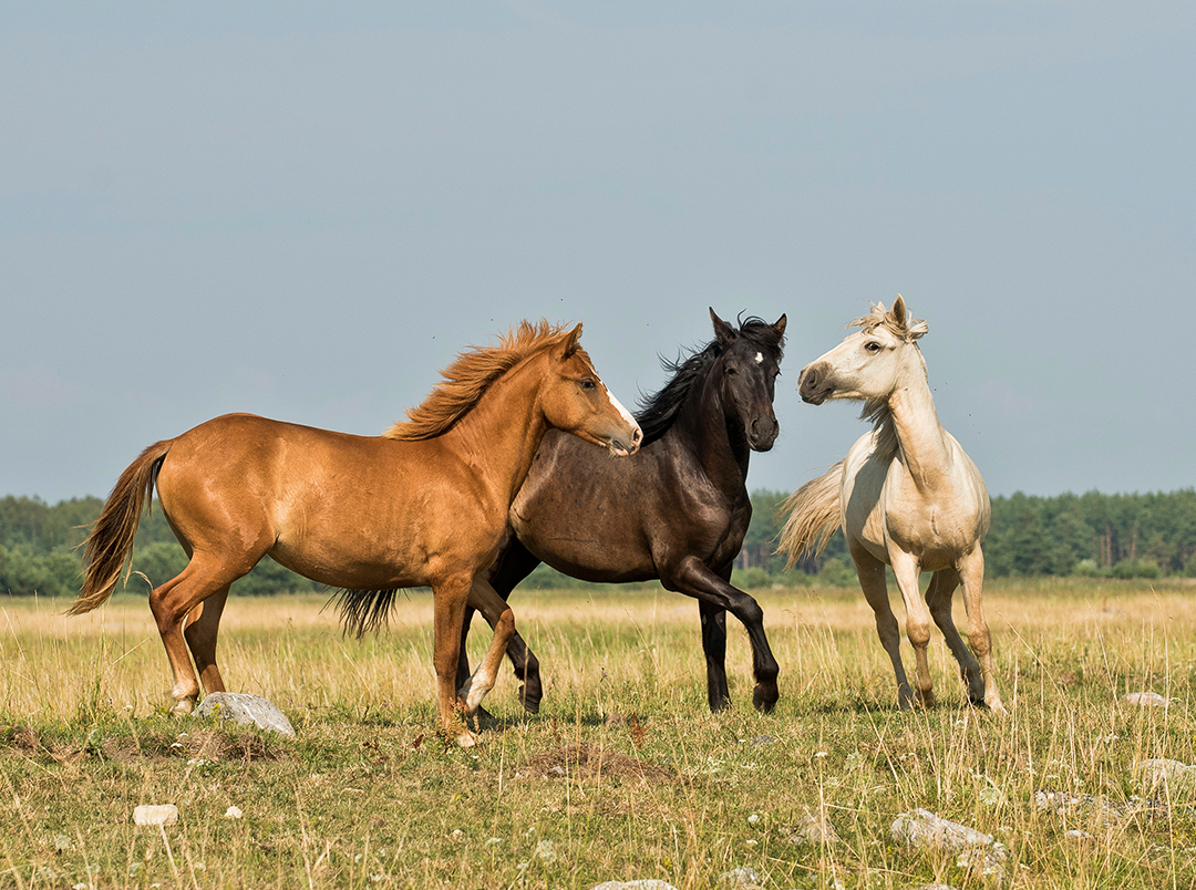 Sinais na face dos cavalos – Hipismo&Co