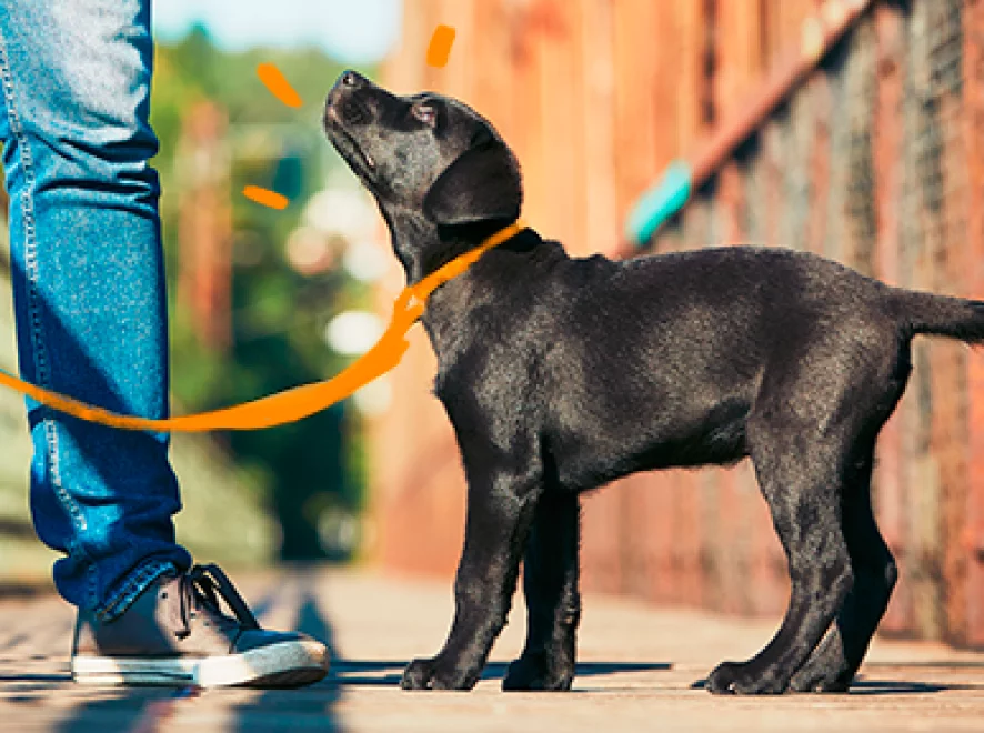 Faça o passeio ideal com seu cachorro!