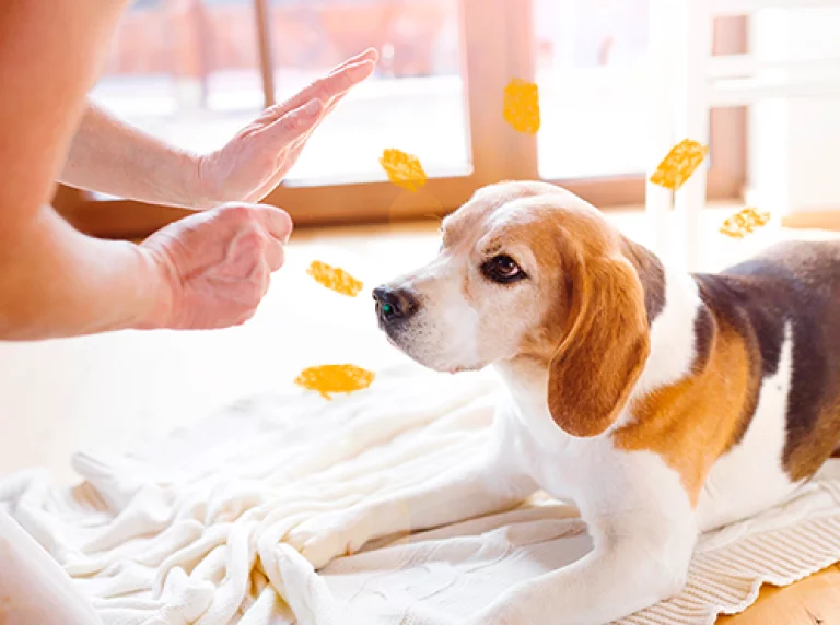 Seja o tutor que seu cão precisa!