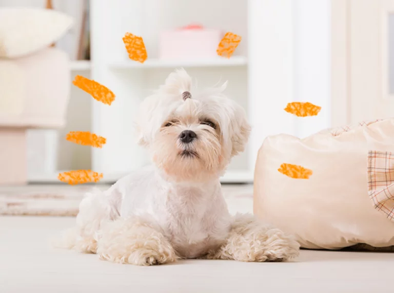 Como deixar seu cão mais feliz sozinho