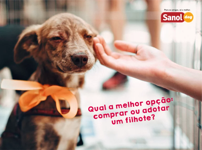 Qual a melhor opção: comprar ou adotar um filhote?