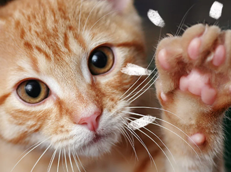 Aprenda a cuidar das unhas do seu gato