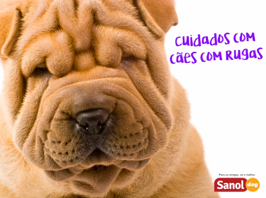 Como cuidar de cães deficientes?