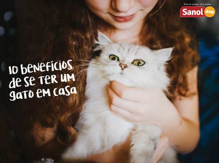 10 benefícios de se ter um gato em casa