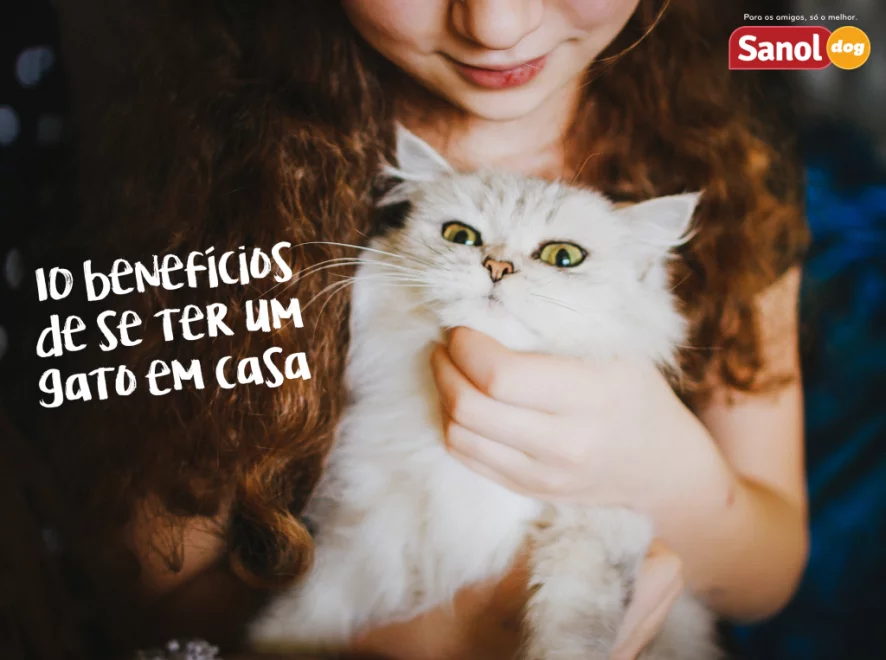 10 benefícios de se ter um gato em casa