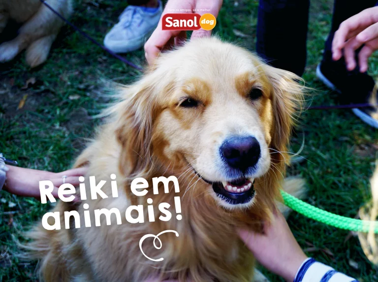 CURIOSIDADES: REIKI EM ANIMAIS