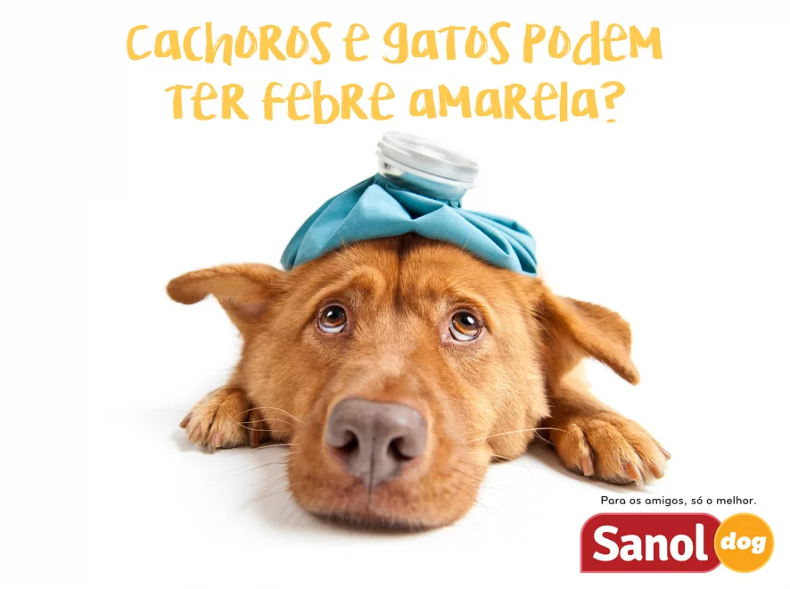 Febre amarela em cachorros e gatos?