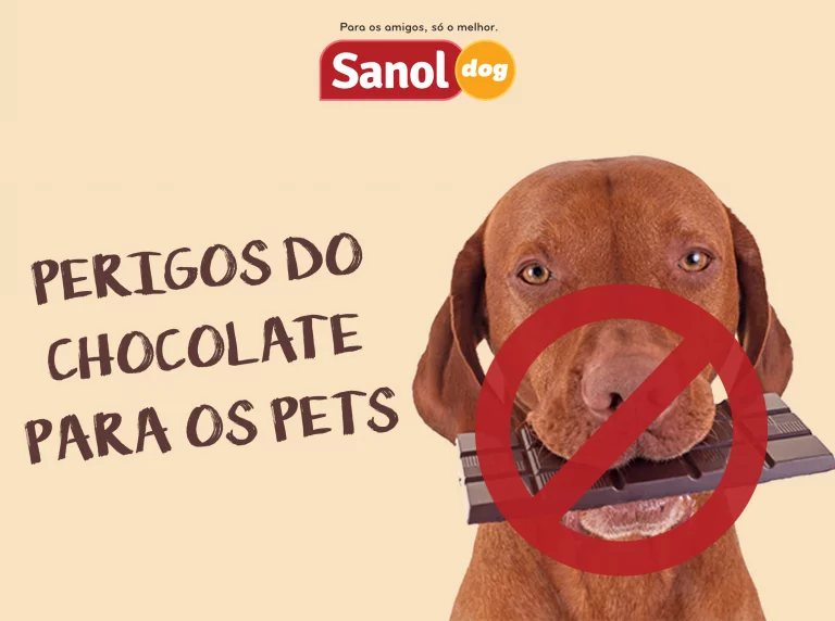 Perigos do chocolate para cachorros e gatos