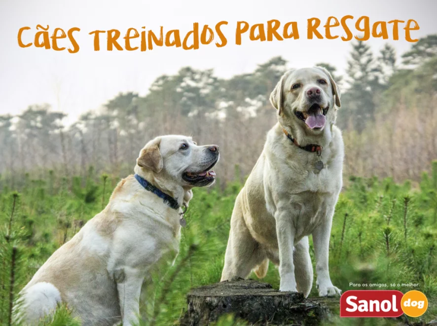 Cães treinados para busca de pessoas