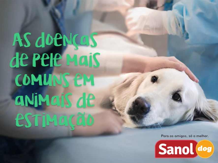 Doenças de pele mais comuns em animais de estimação