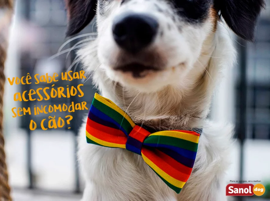 Você sabe usar acessórios sem incomodar o cão?