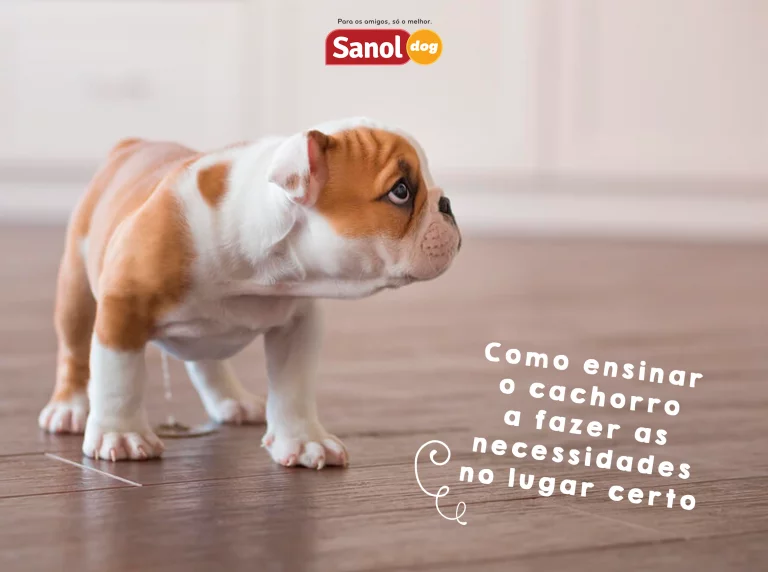 SAIBA TUDO SOBRE DOAÇÃO DE SANGUE ANIMAL