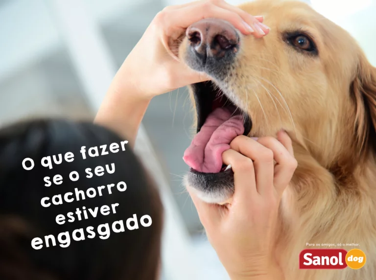 O que fazer se o seu cachorro estiver engasgado