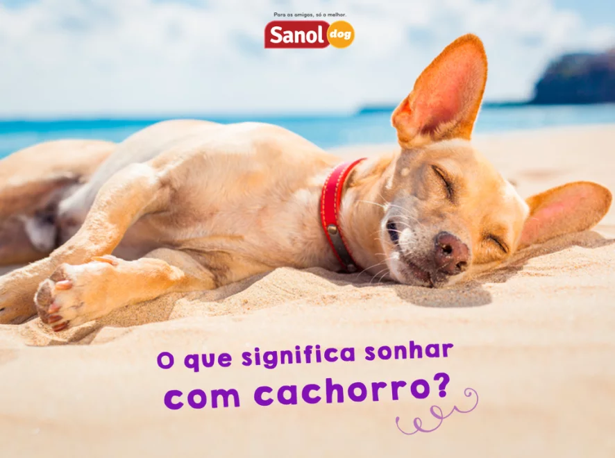 O que significa sonhar com cachorro?