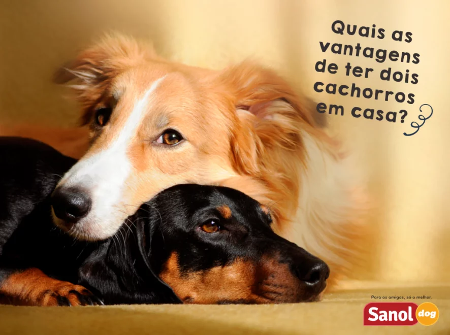 O segundo cachorro da casa – Quais a vantagens de ter dois cachorros em casa?