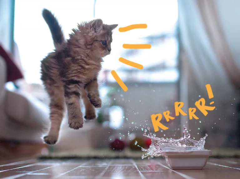 Por que os gatos têm medo de banho?