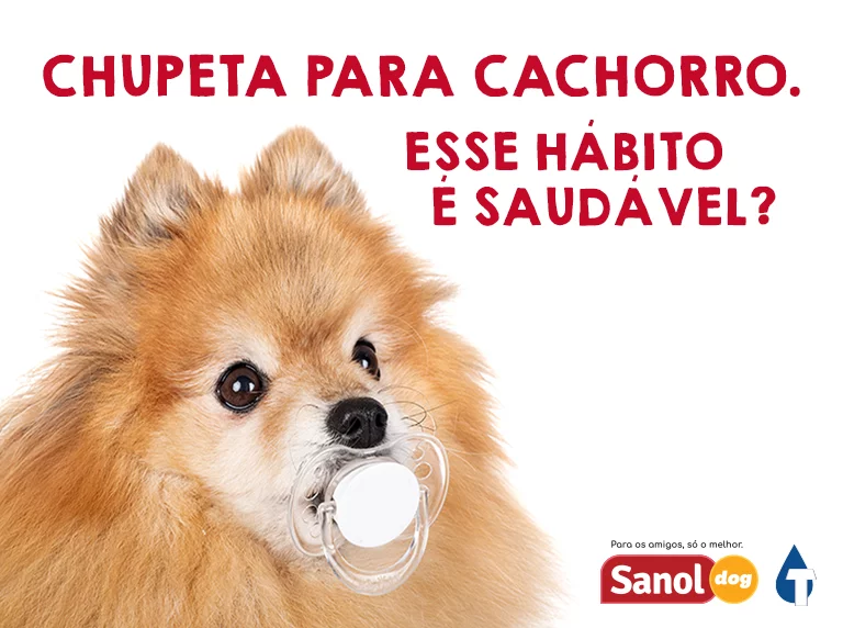 Chupeta para cachorro: o hábito é saudável ou pode causar danos físicos e psicológicos para o cachorro?