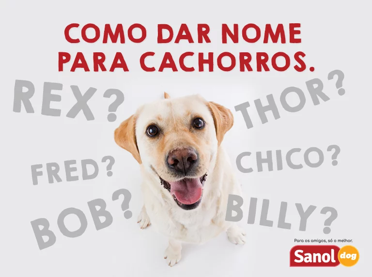 Como dar nome para cachorros