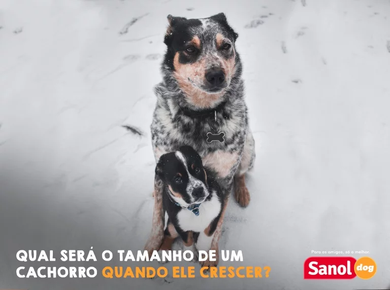 Como saber qual será o tamanho de um cachorro quando ele crescer?