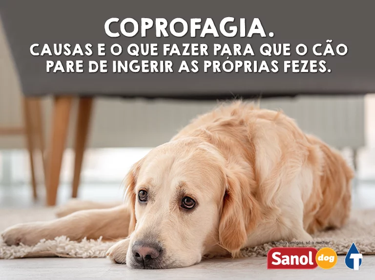 Coprofagia: causas e o que fazer para que o cão pare de ingerir as próprias fezes