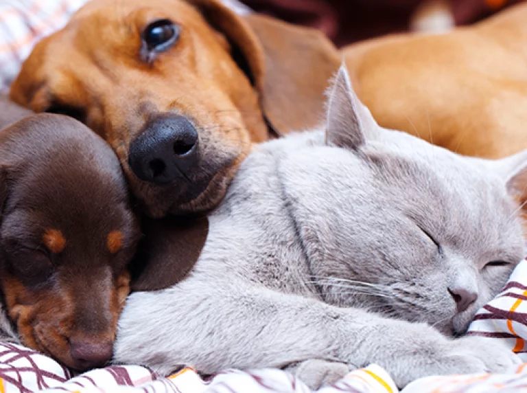 Confira como seu gato e cachorro podem ser melhores amigos