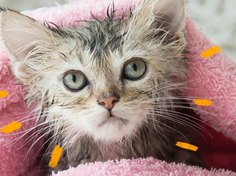 Como dar banho no gato em casa?