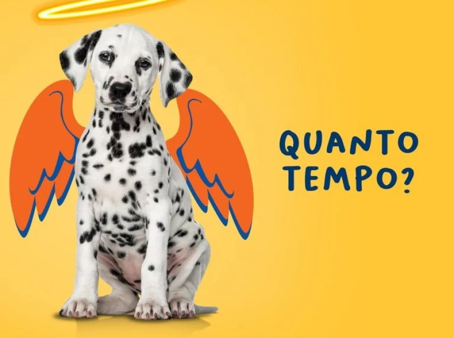 Quanto tempo se deve esperar, depois da morte de seu pet, para ter um novo animal?