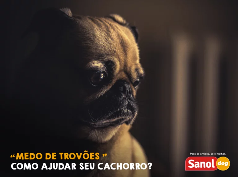 Como entender os sinais e o comportamento dos cavalos - Sanol Dog