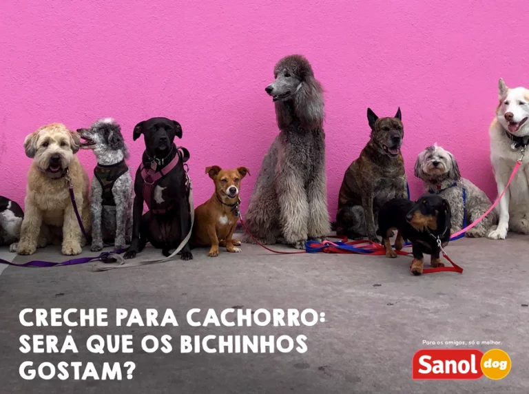 Creche para cachorro: será que os bichinhos gostam?