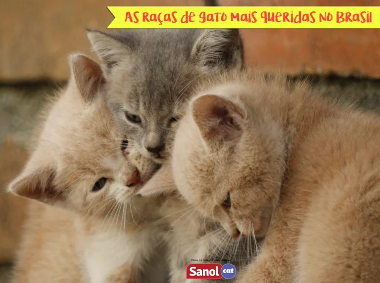 As raças de gatos mais queridas no Brasil