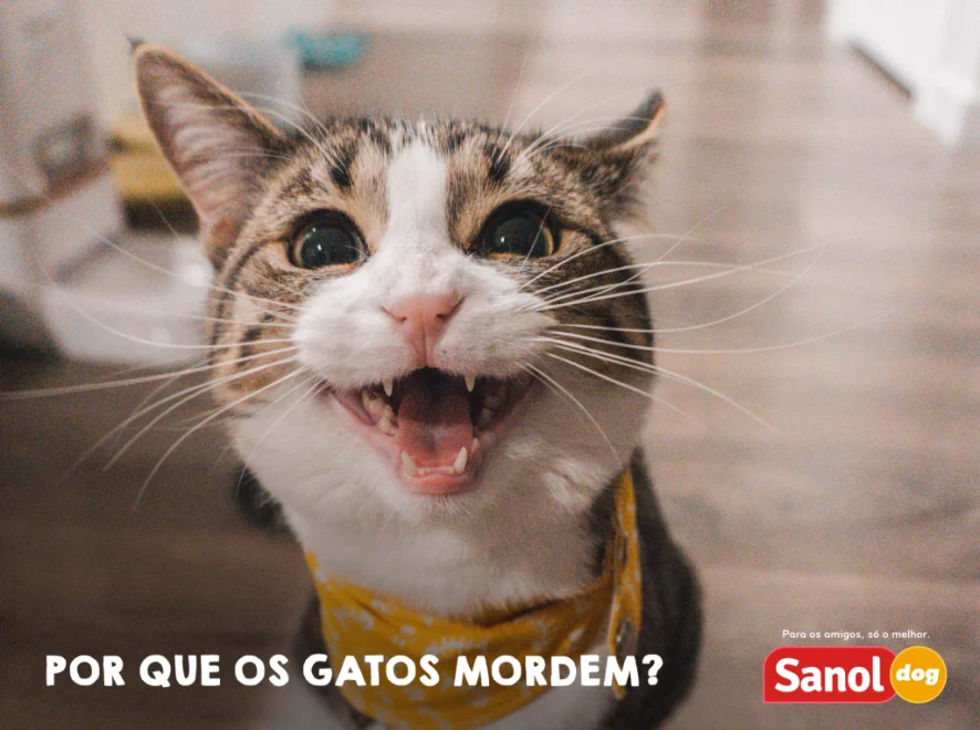 Por que os gatos mordem?