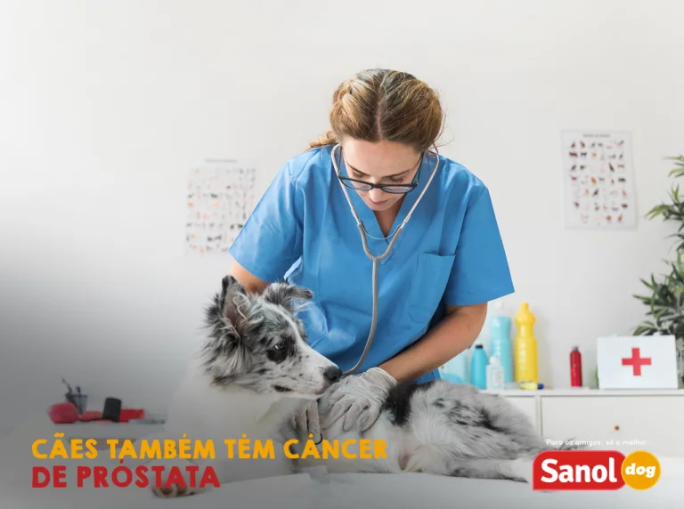 CÃES TAMBÉM TÊM CÂNCER DE PRÓSTATA