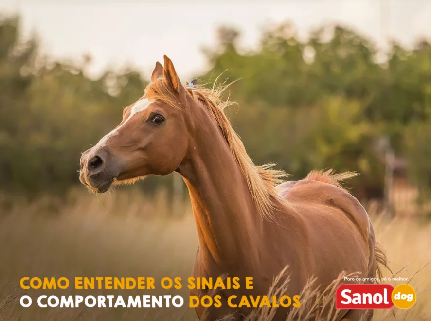 Como entender os sinais e o comportamento dos cavalos