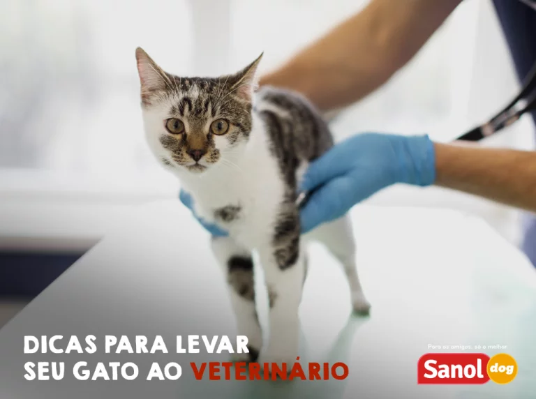 Dicas para levar seu gato ao veterinário