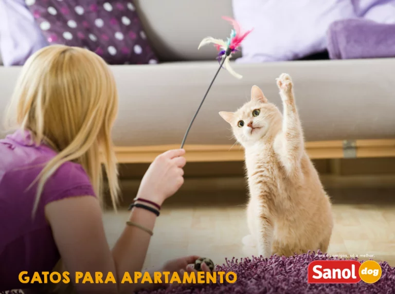 Gatos para apartamentos