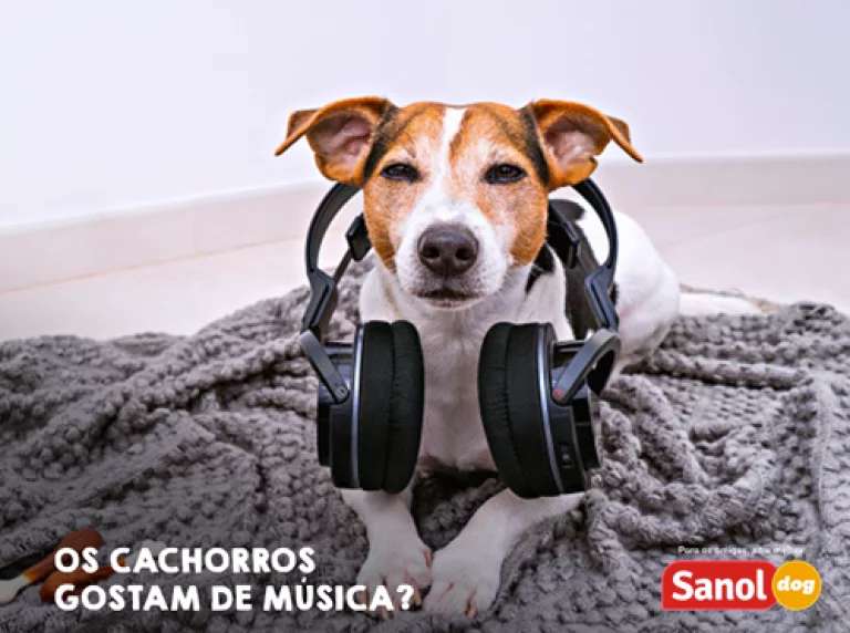 Os cachorros gostam de música?