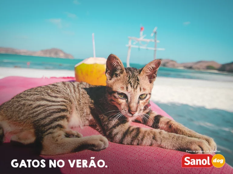 Gatos no verão