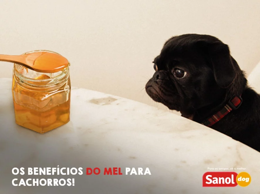 Os benefícios do mel para cachorros Os benefícios do mel para cachorros