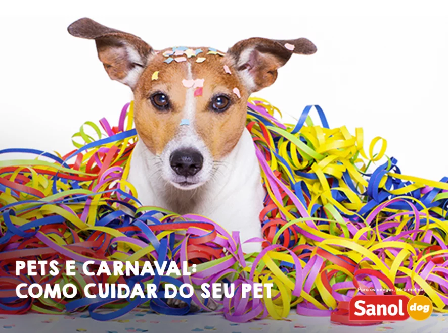 Como cuidar do seu pet no Carnaval