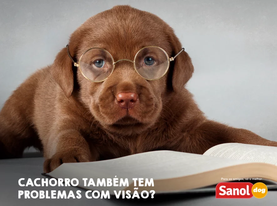 Cachorros podem ter problemas de visão?