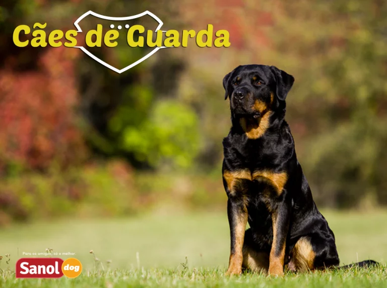 Conheça as melhores raças de cães de guarda do Brasil