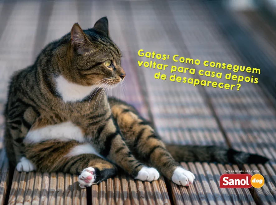 Gatos: como conseguem voltar para casa depois de desaparecer?