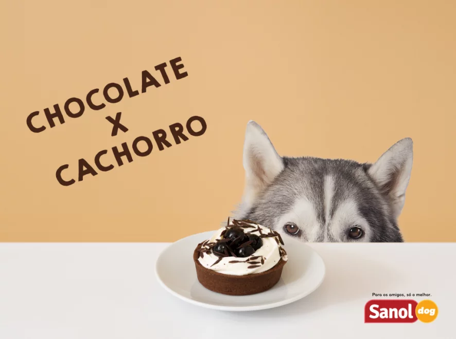 Páscoa: chocolate X cachorro