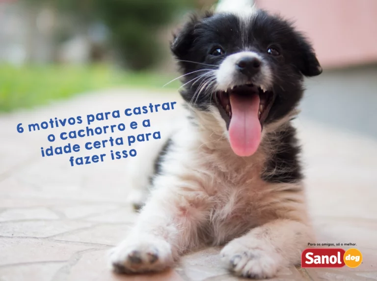 6 motivos para castrar o cachorro e a idade certa para fazer isso