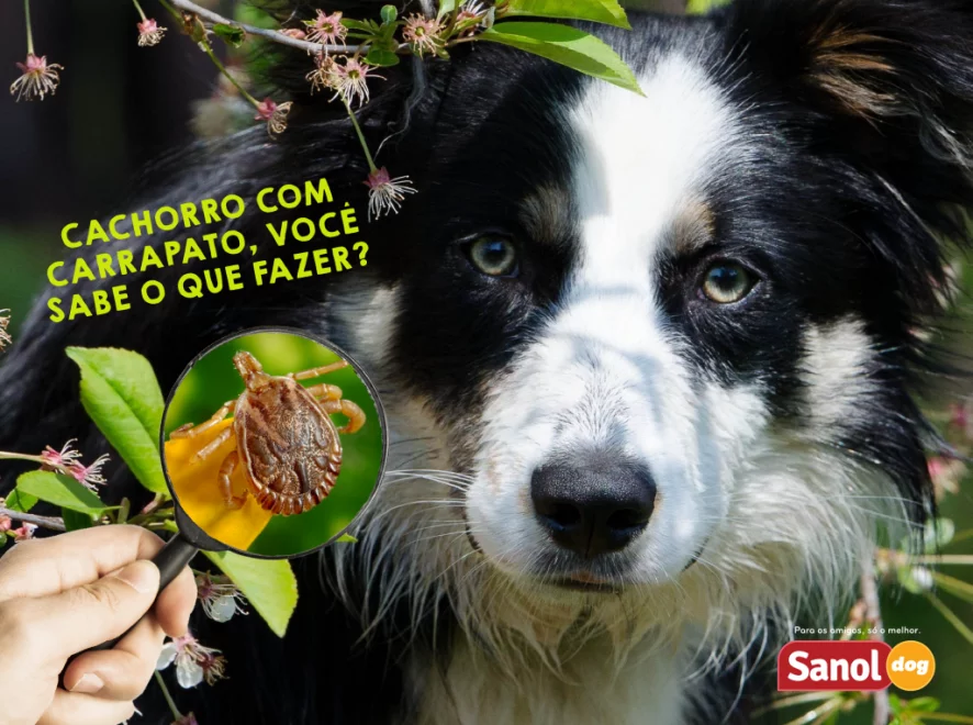 Cachorro com carrapato, você sabe o que fazer?