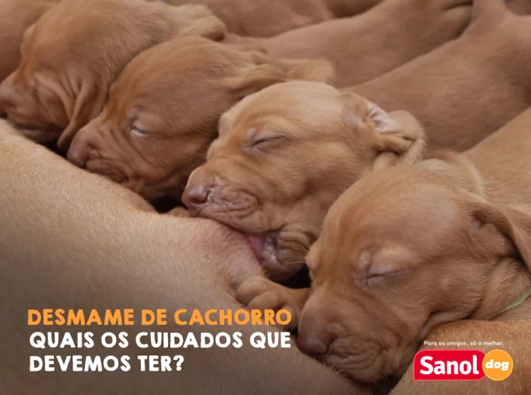 DESMAME DE CACHORRO- QUAIS OS CUIDADOS QUE DEVEMOS TER?